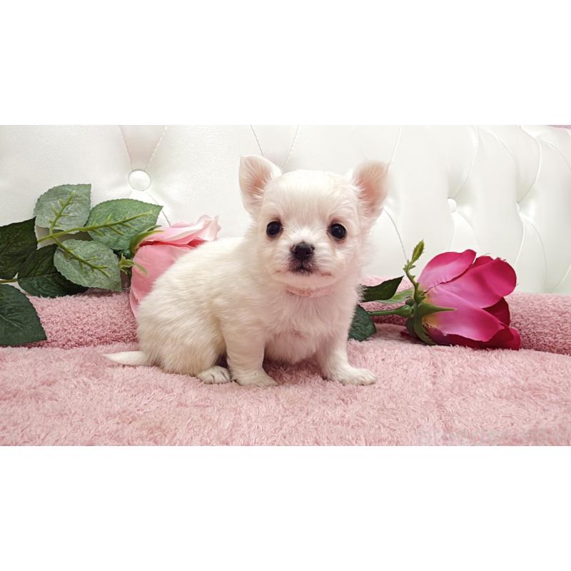 販売中の埼玉県のチワワ(ロングコート)-430707の8枚目