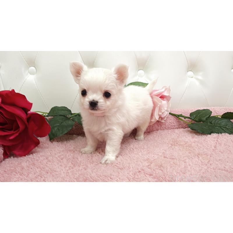 販売中の埼玉県のチワワ(ロングコート)-430707の7枚目