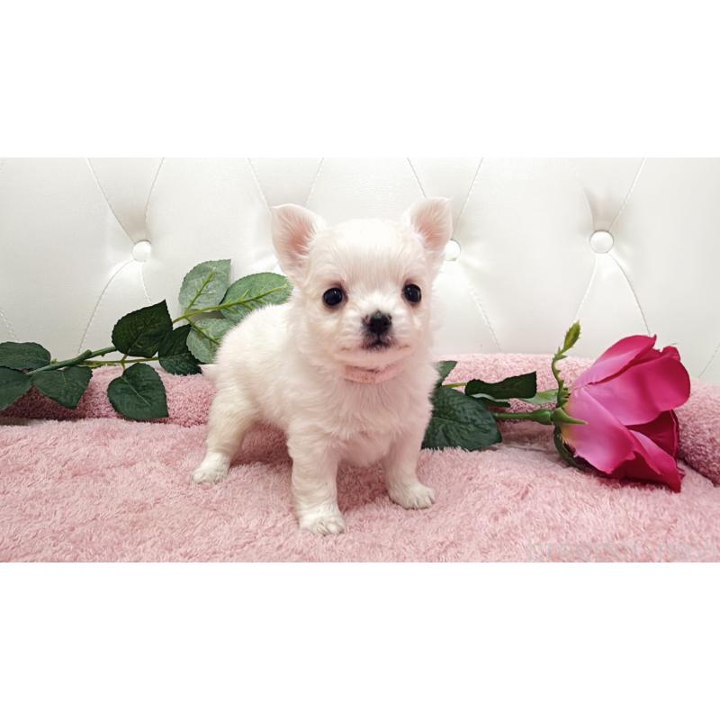 販売中の埼玉県のチワワ(ロングコート)-430707の6枚目