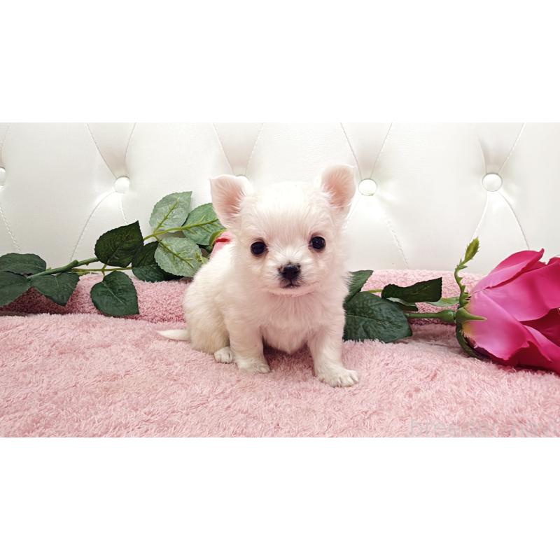 販売中の埼玉県のチワワ(ロングコート)-430707の5枚目