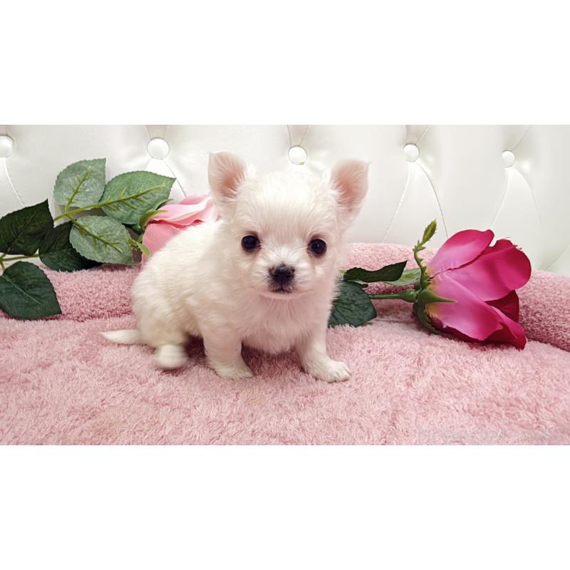 販売中の埼玉県のチワワ(ロングコート)-430707の4枚目