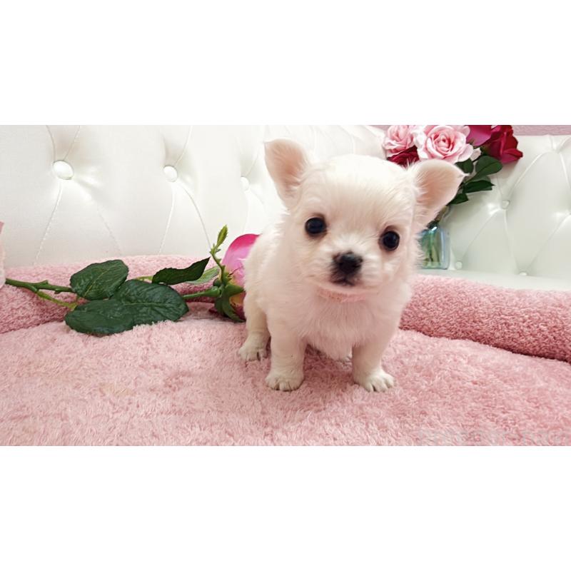 販売中の埼玉県のチワワ(ロングコート)-430707の3枚目