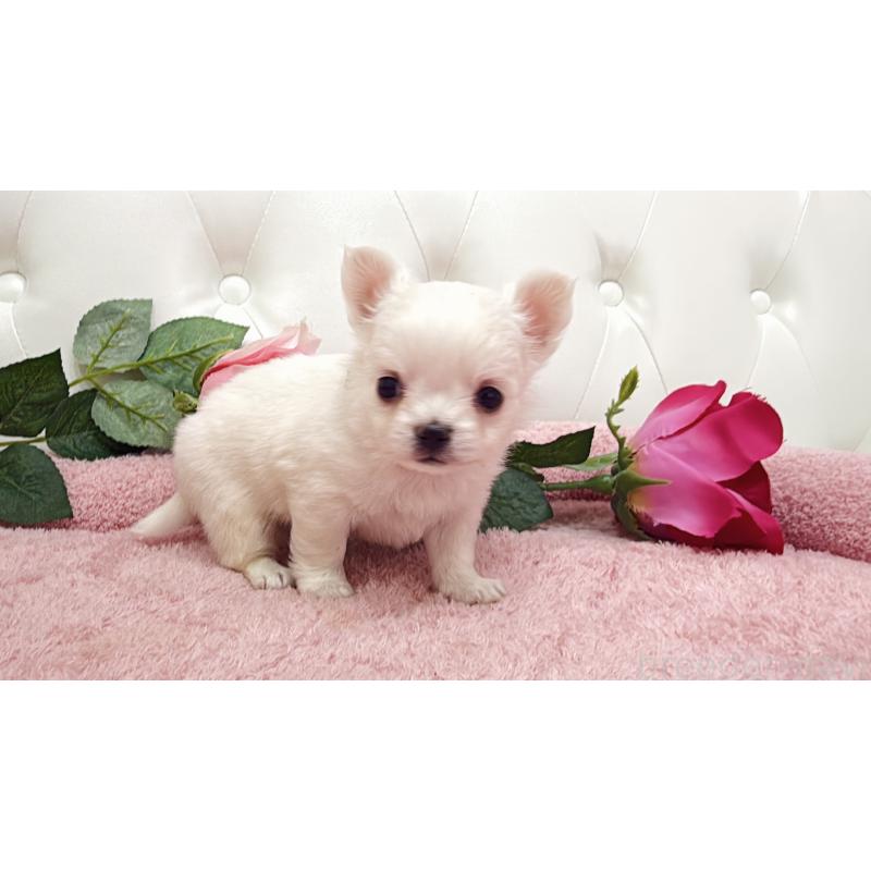 販売中の埼玉県のチワワ(ロングコート)-430707の2枚目