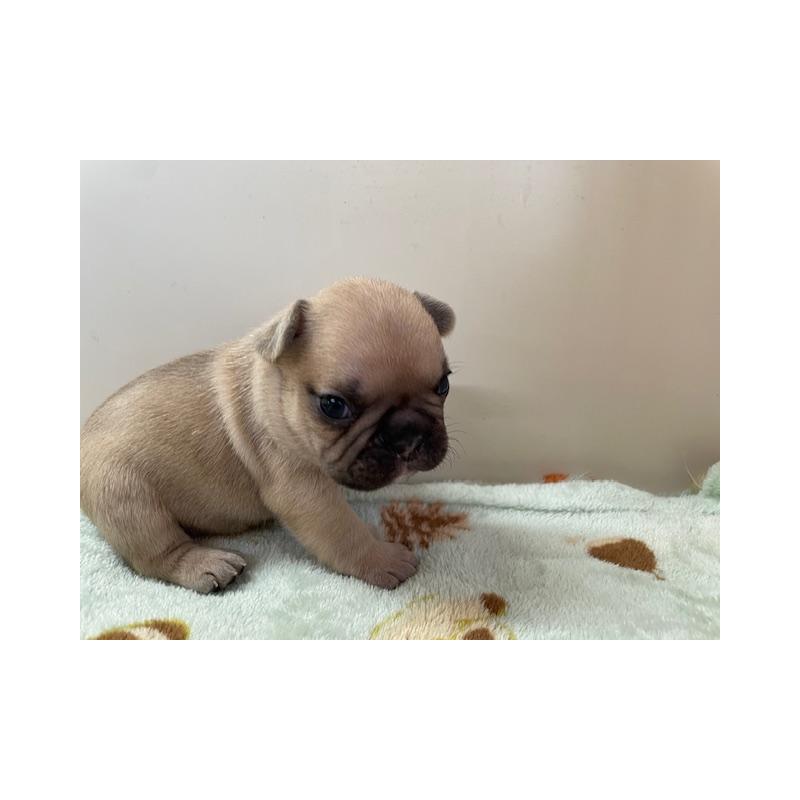 販売中の福岡県のフレンチブルドッグ-430708の5枚目