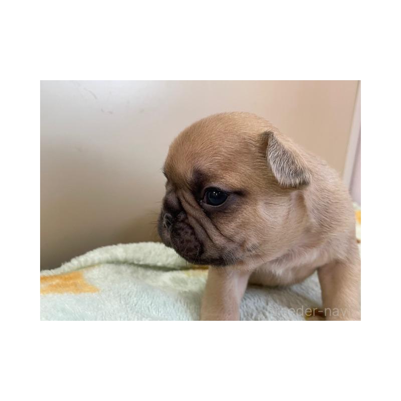 販売中の福岡県のフレンチブルドッグ-430708の4枚目