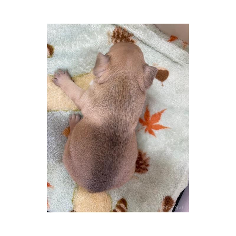 販売中の福岡県のフレンチブルドッグ-430708の3枚目