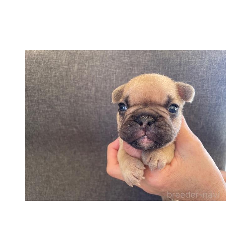 販売中の福岡県のフレンチブルドッグ-430708の2枚目