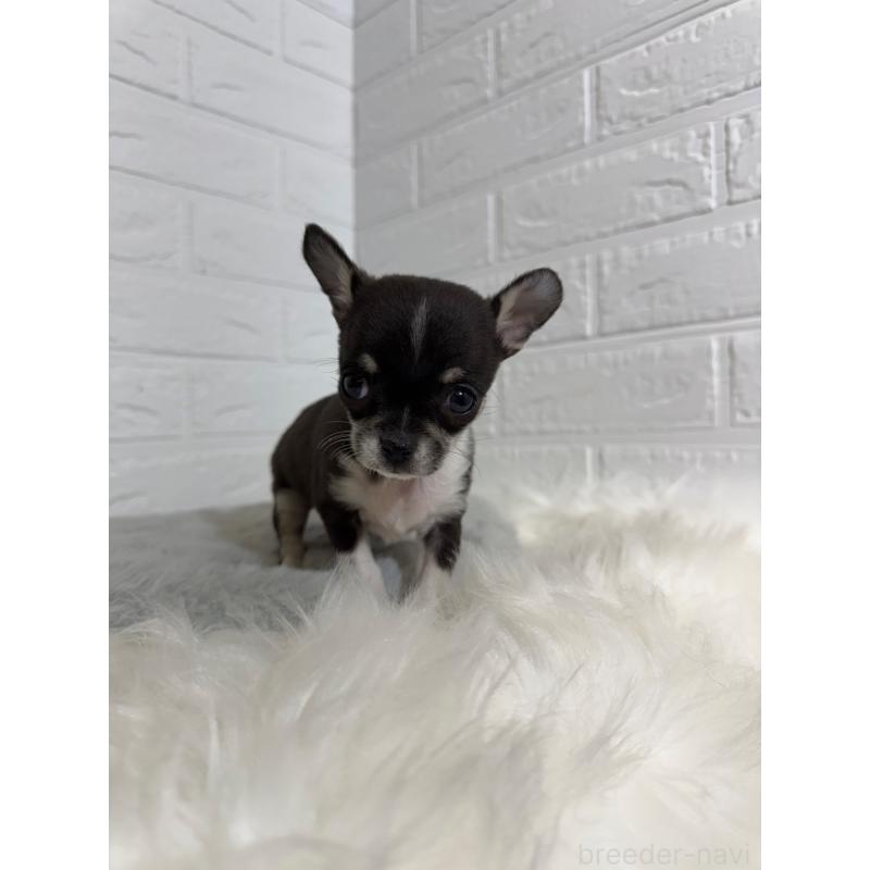 販売中の東京都のチワワ(スムースコート)-430709の8枚目