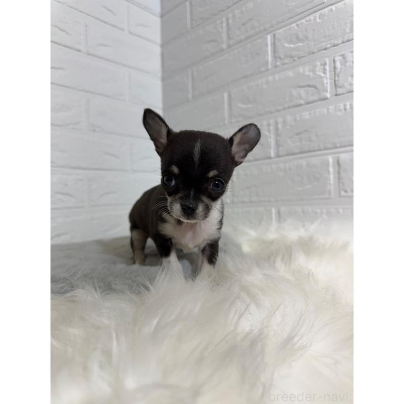 販売中の東京都のチワワ(スムースコート)-430709の7枚目