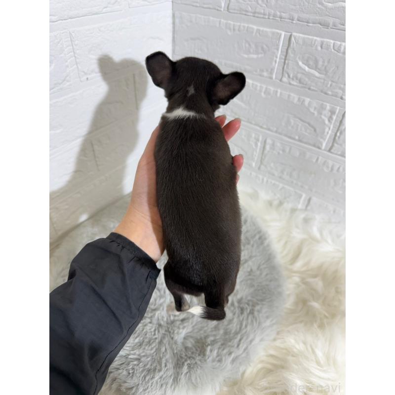 販売中の東京都のチワワ(スムースコート)-430709の6枚目