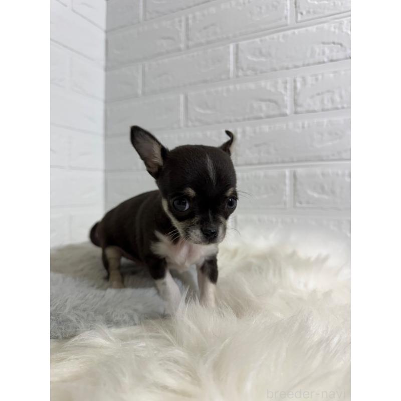 販売中の東京都のチワワ(スムースコート)-430709の5枚目