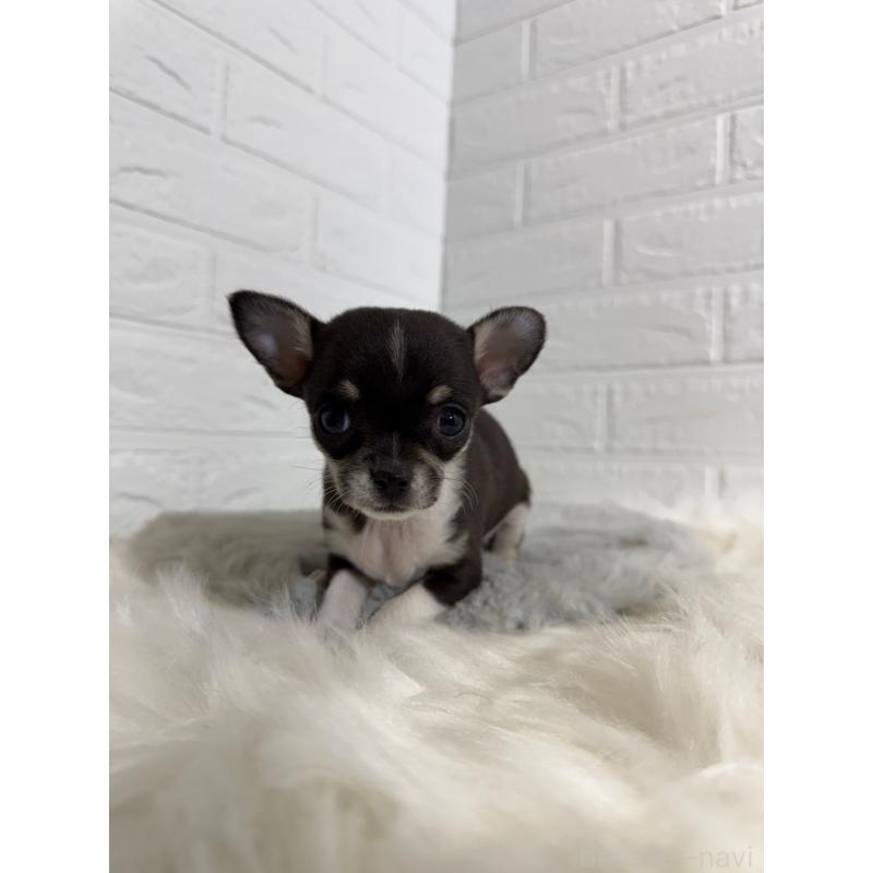 販売中の東京都のチワワ(スムースコート)-430709の4枚目