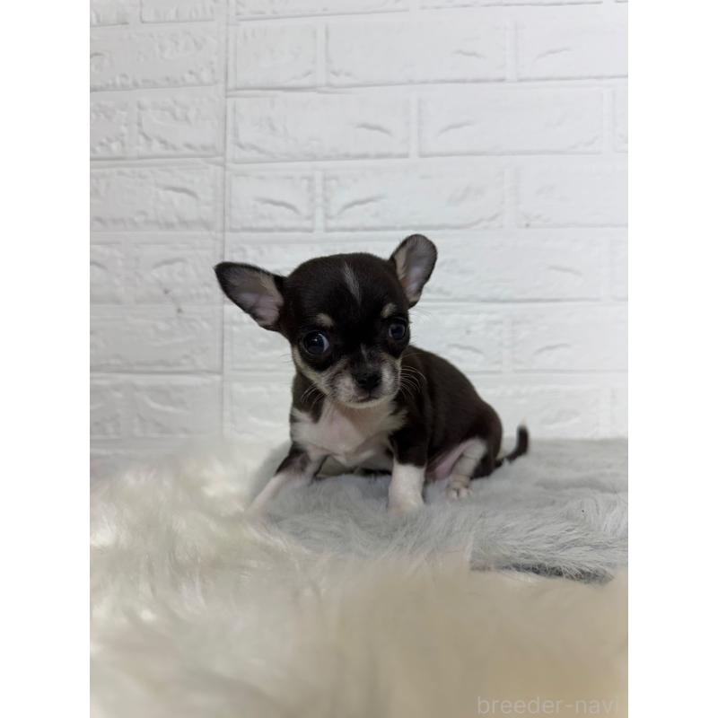 販売中の東京都のチワワ(スムースコート)-430709の3枚目