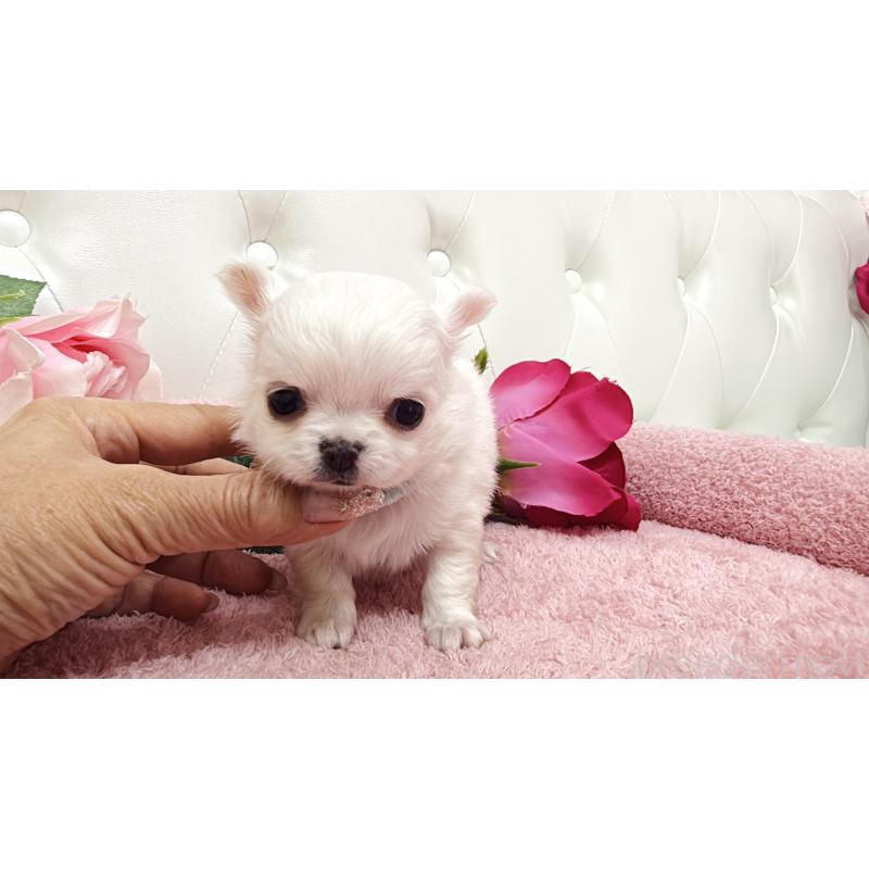 販売中の埼玉県のチワワ(ロングコート)-430710