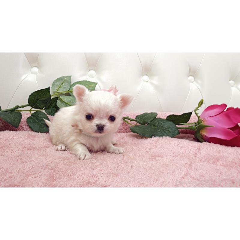 販売中の埼玉県のチワワ(ロングコート)-430710の12枚目