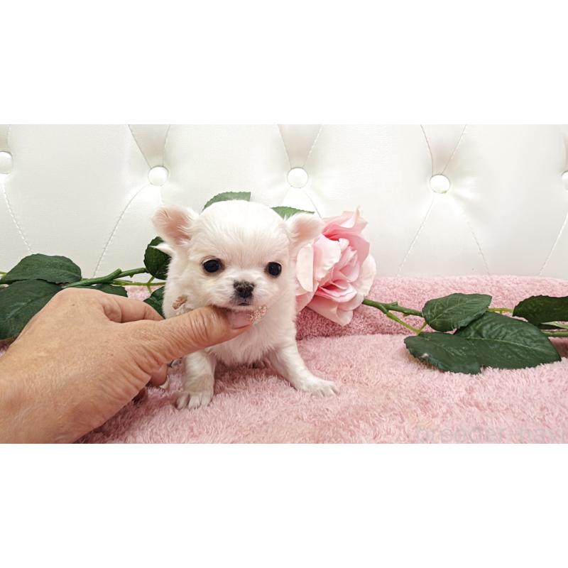 販売中の埼玉県のチワワ(ロングコート)-430710の11枚目