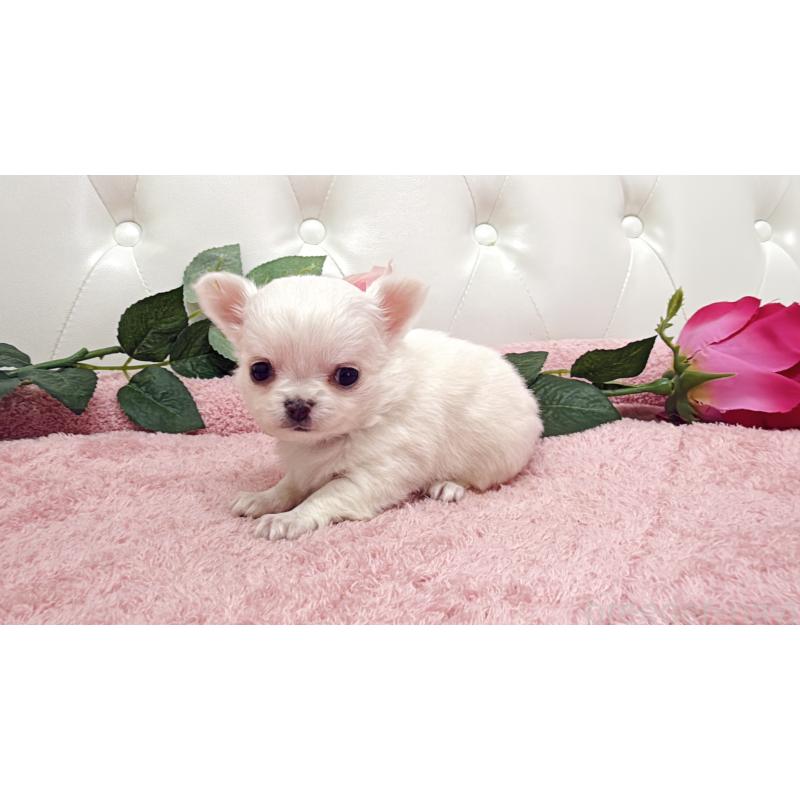 販売中の埼玉県のチワワ(ロングコート)-430710の10枚目