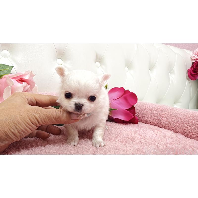 販売中の埼玉県のチワワ(ロングコート)-430710の9枚目