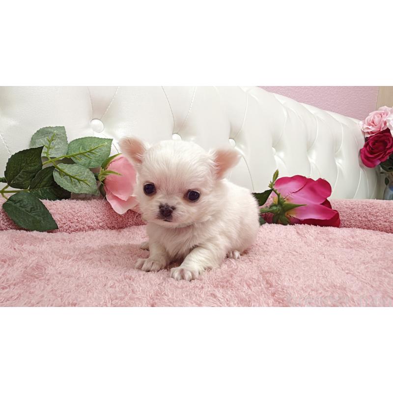 販売中の埼玉県のチワワ(ロングコート)-430710の8枚目