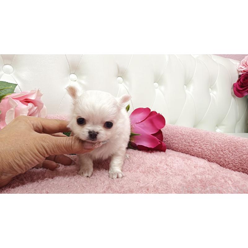 販売中の埼玉県のチワワ(ロングコート)-430710の7枚目