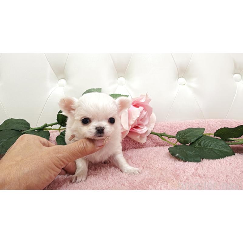 販売中の埼玉県のチワワ(ロングコート)-430710の5枚目