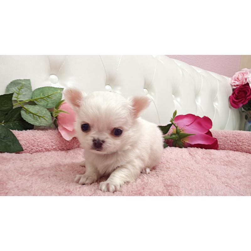 販売中の埼玉県のチワワ(ロングコート)-430710の4枚目