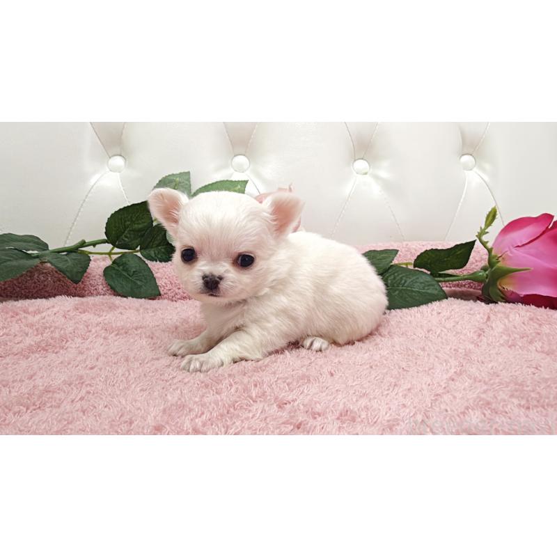 販売中の埼玉県のチワワ(ロングコート)-430710の3枚目