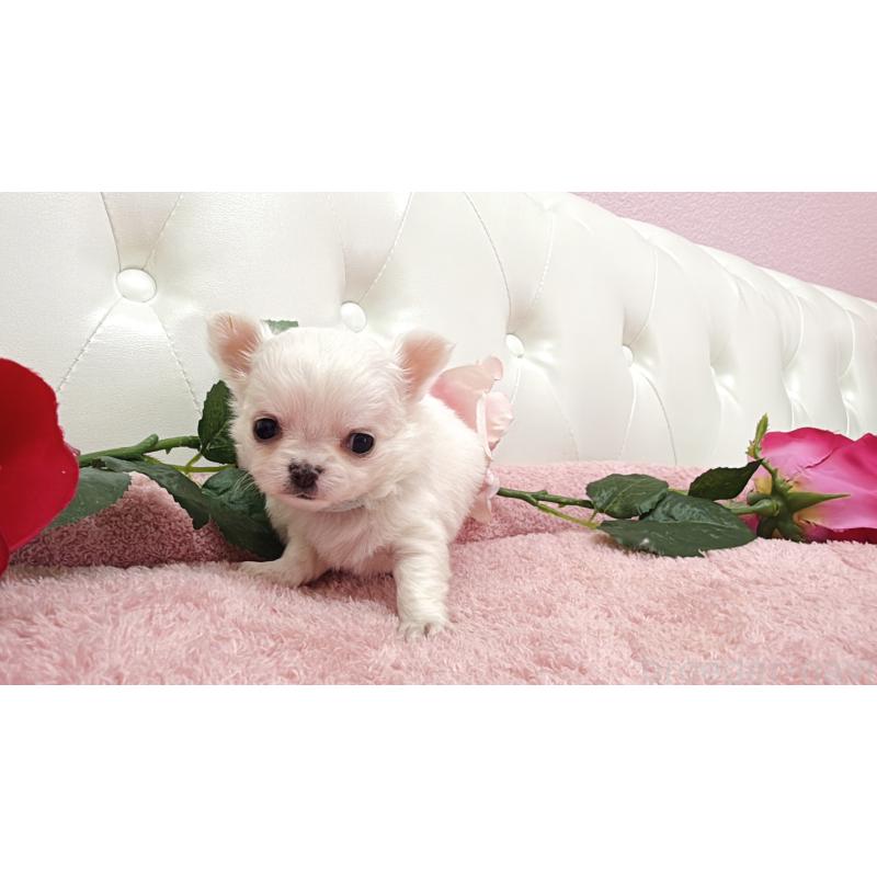 販売中の埼玉県のチワワ(ロングコート)-430710の2枚目