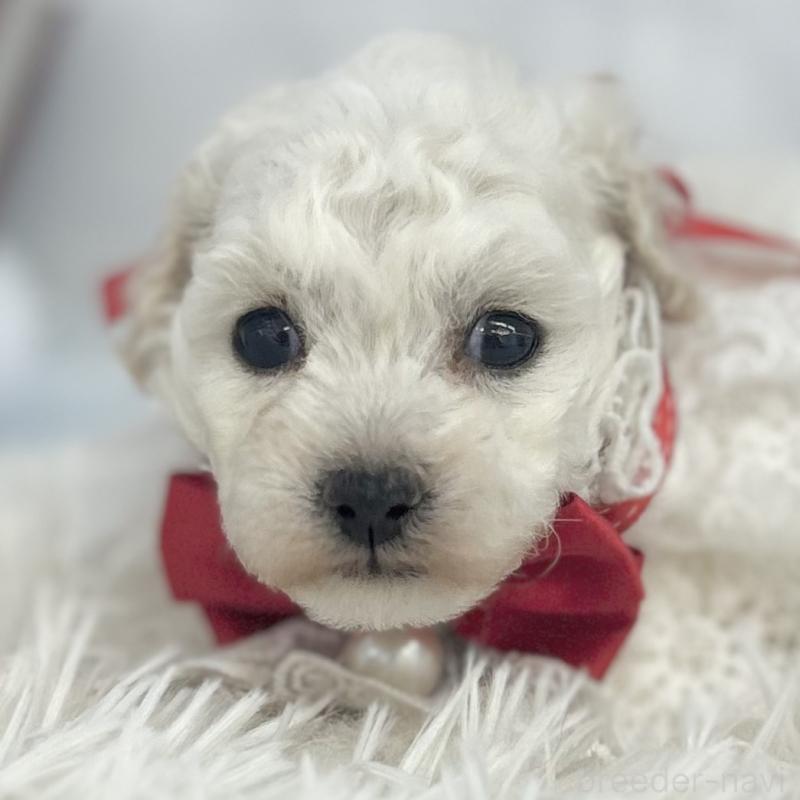 販売中の愛知県のトイプードル-430711の1枚目