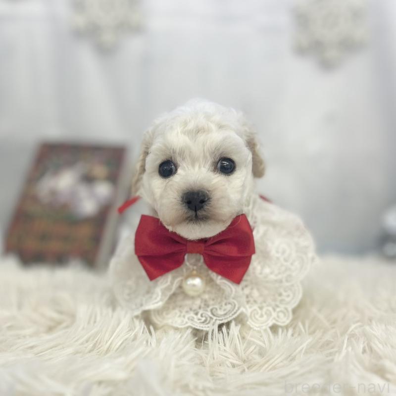 販売中の愛知県のトイプードル-430711の3枚目