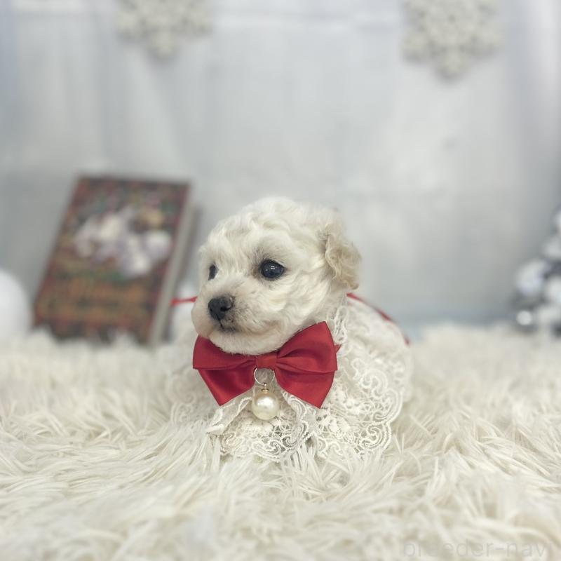 販売中の愛知県のトイプードル-430711の4枚目