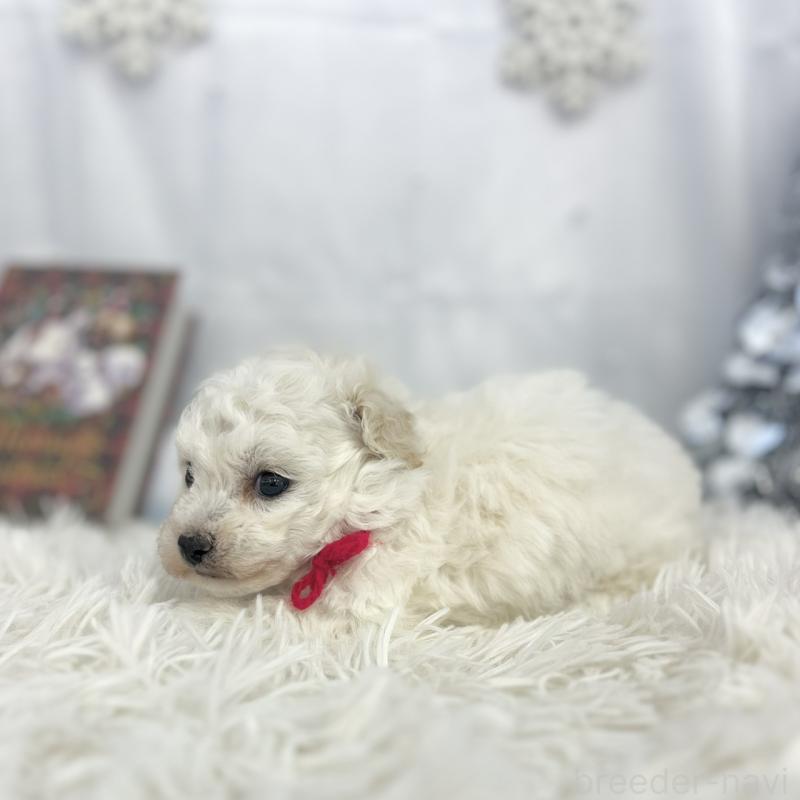 販売中の愛知県のトイプードル-430711の2枚目