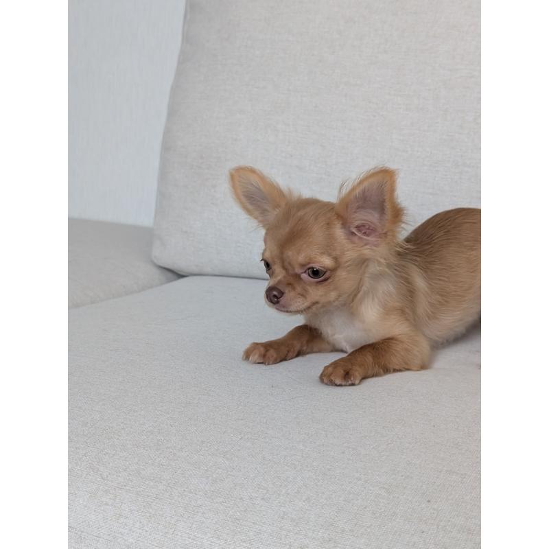 販売中の北海道のチワワ(ロングコート)-416927の8枚目