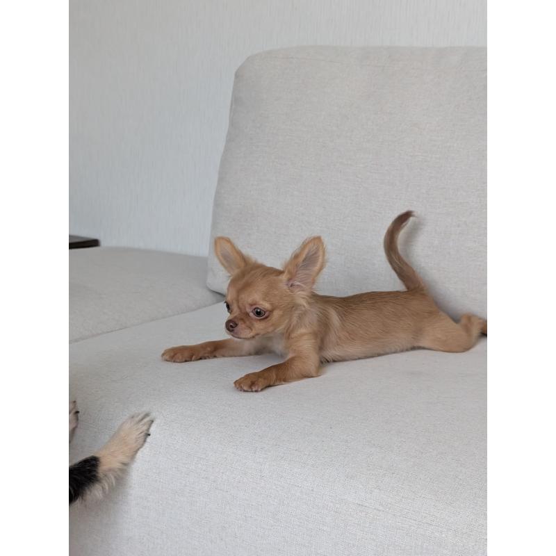 販売中の北海道のチワワ(ロングコート)-416927の7枚目