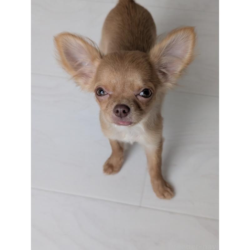 販売中の北海道のチワワ(ロングコート)-416927の6枚目