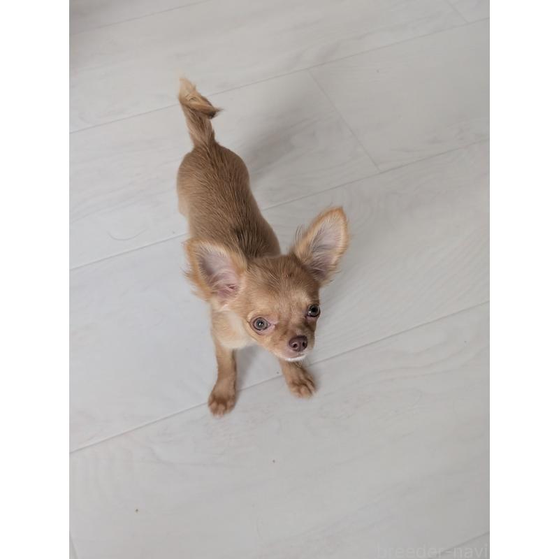 販売中の北海道のチワワ(ロングコート)-416927の5枚目