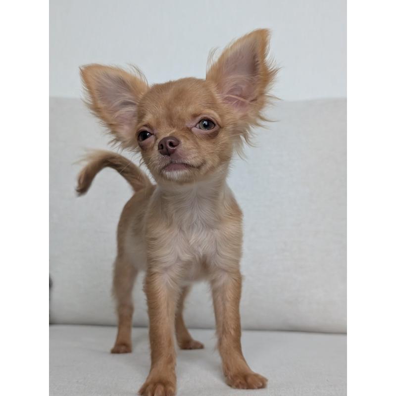 販売中の北海道のチワワ(ロングコート)-416927の4枚目