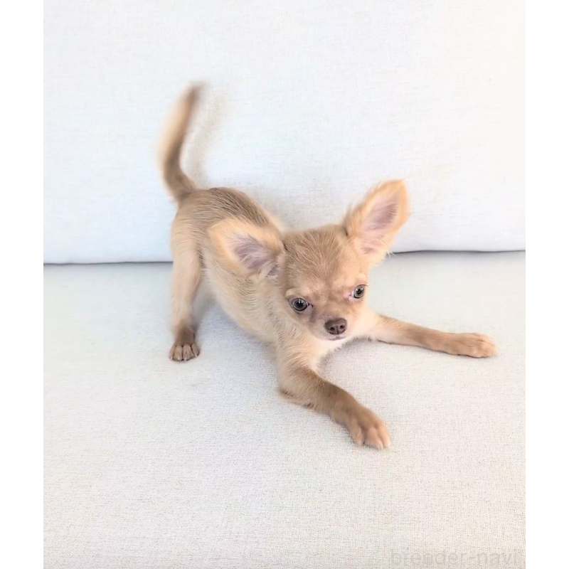 販売中の北海道のチワワ(ロングコート)-416927の3枚目