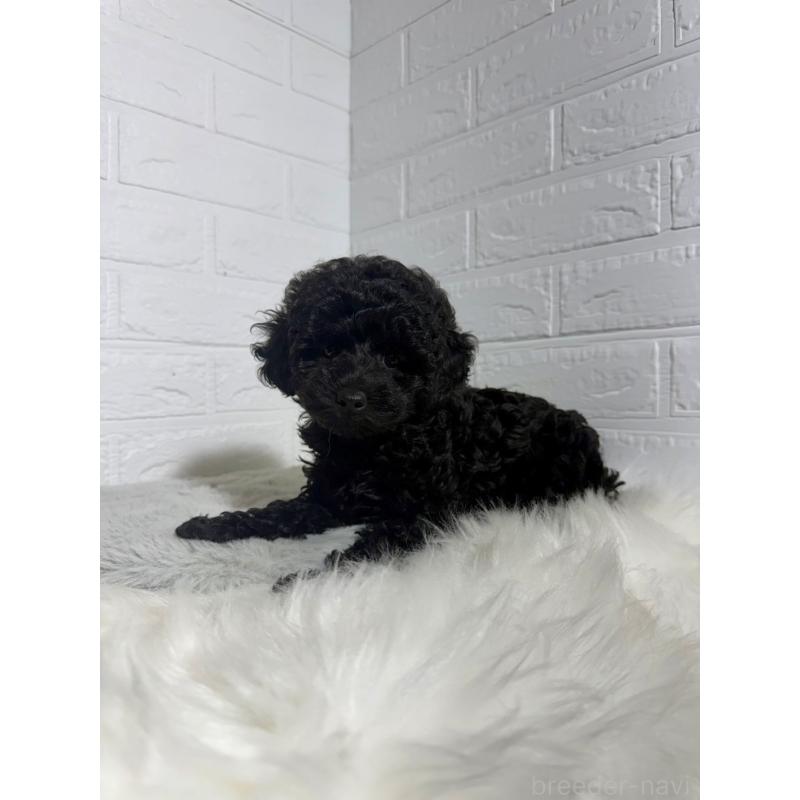 販売中の東京都のタイニープードル-430712の5枚目