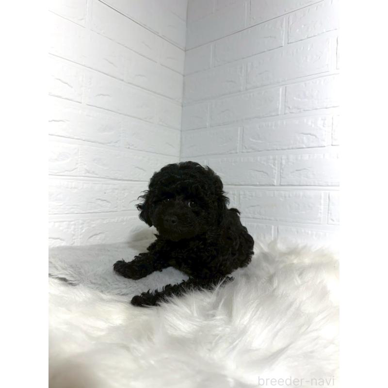 販売中の東京都のタイニープードル-430712の4枚目