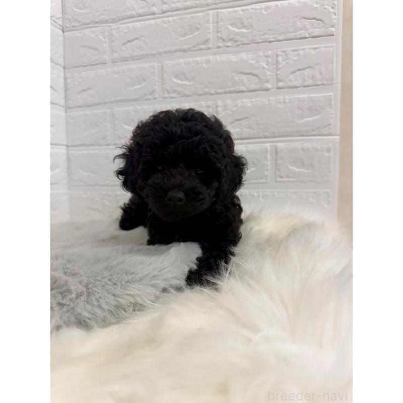 販売中の東京都のタイニープードル-430712の3枚目