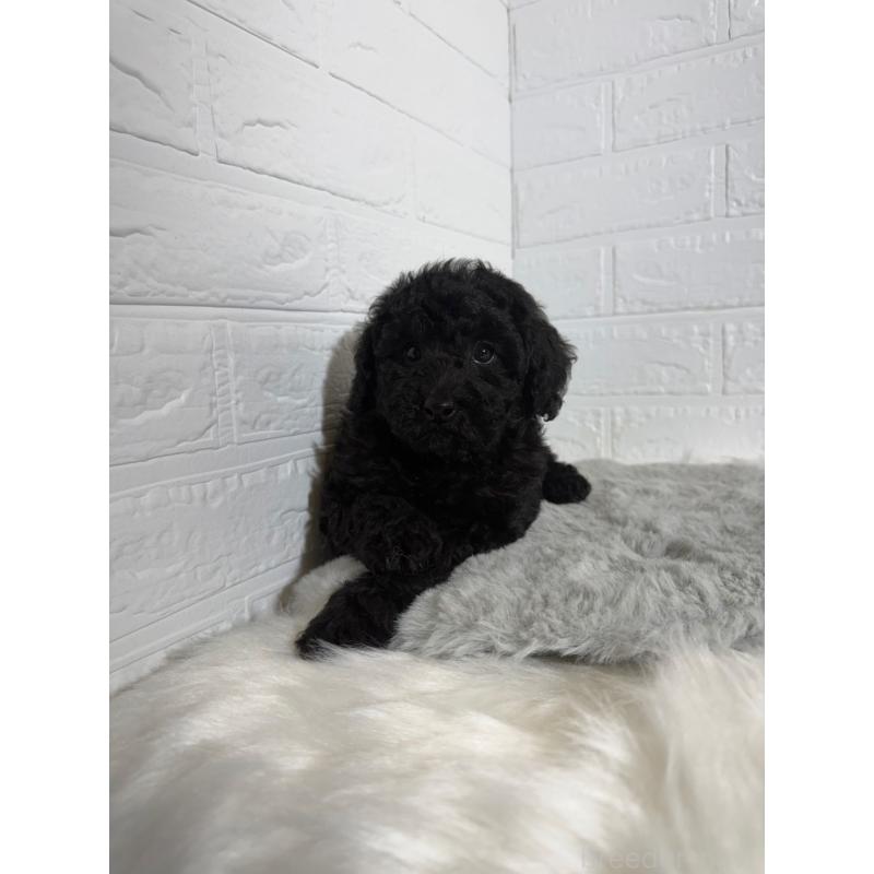 販売中の東京都のタイニープードル-430712の2枚目