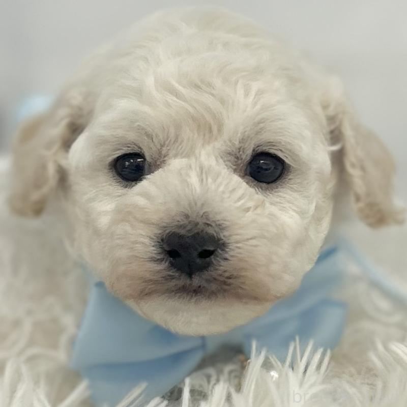 販売中の愛知県のトイプードル-430714