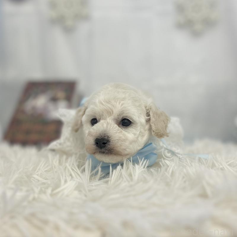 販売中の愛知県のトイプードル-430714の4枚目