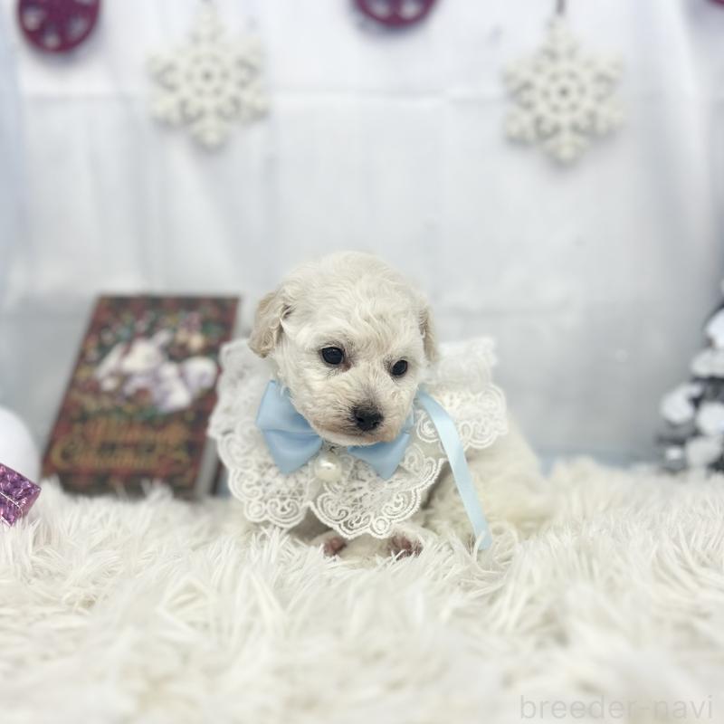 販売中の愛知県のトイプードル-430714の3枚目