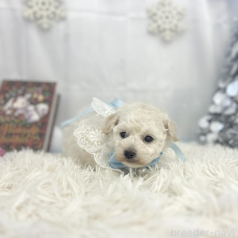 販売中の愛知県のトイプードル-430714の2枚目