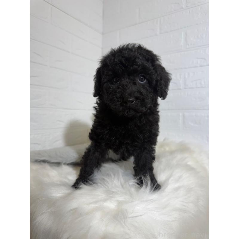 販売中の東京都のタイニープードル-430713の5枚目