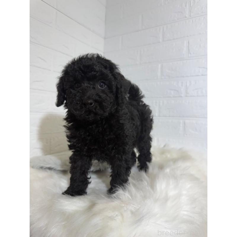 販売中の東京都のタイニープードル-430713の4枚目