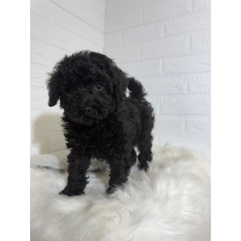 販売中の東京都のタイニープードル-430713の3枚目