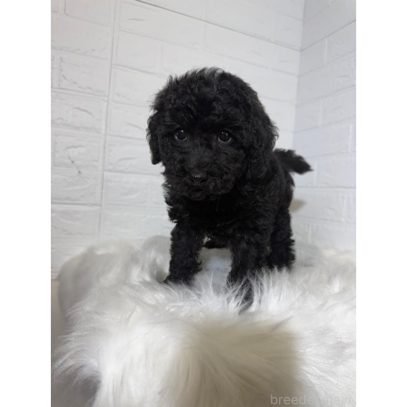 販売中の東京都のタイニープードル-430713の2枚目